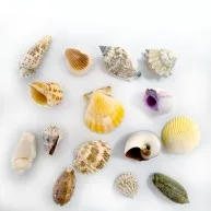 2,5-4 CM NATUREL RENK GERÇEK DENIZ KABUGU SETI-15 ADET