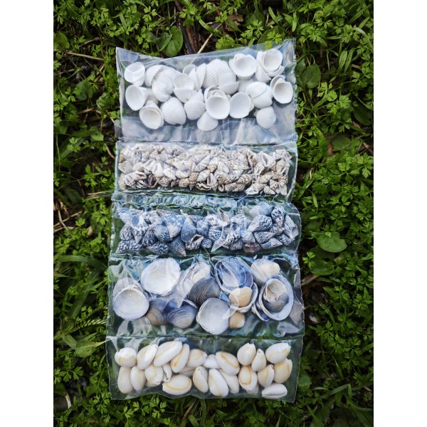 Mini Deniz Kabuğu Seti - Teraryum, Jel Mum ve Dekoratif Obje Yapımı İçin - 100 g