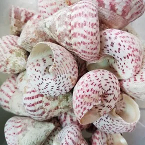 GERÇEK DENIZ KABUGU 100 GR PAKET TROCA STRAWBERRY