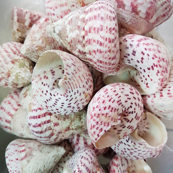 Troca Strawberry Deniz Kabuğu Troca Strawberry Deniz Kabuğu