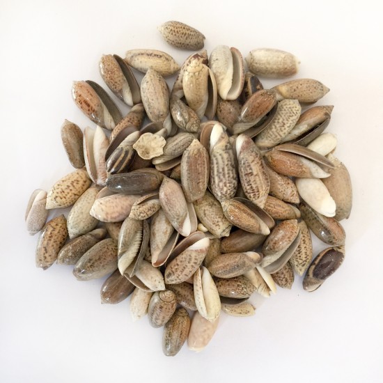 GERÇEK DENİZ KABUĞU 250 GR PAKET TIGER OLIVE