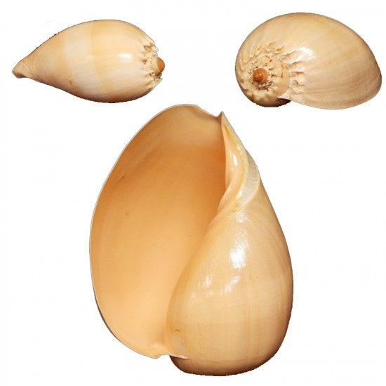 MELON DIADEMA 10"