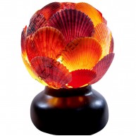 TOP LAMBA-PECTEN NOVALİS