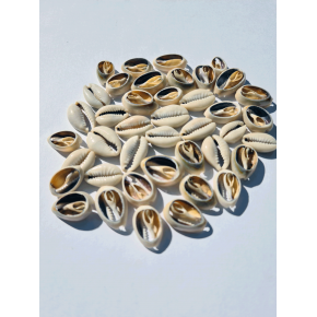 DENİZ KABUĞU 40 GR PAKET CYPREA ANNULUS - KESİK