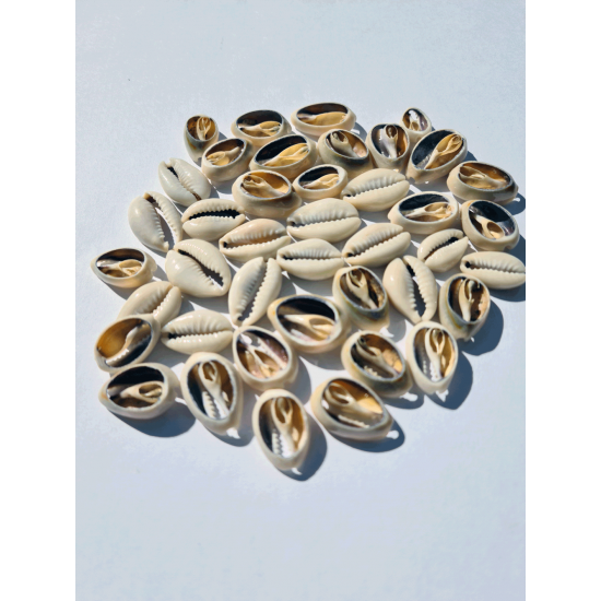 DENİZ KABUĞU 40 GR PAKET CYPREA ANNULUS - KESİK DENİZ KABUĞU 40 GR PAKET CYPREA ANNULUS - KESİK