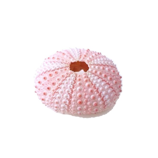 Deniz Kestanesi - Pembe Deniz Kestanesi - Pembe