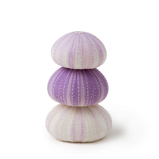 DENİZ KESTANESİ VIOLET