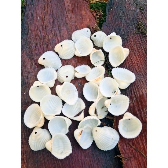 Delikli Gerçek Beyaz Deniz Kabuğu Clamrose-40 Gr