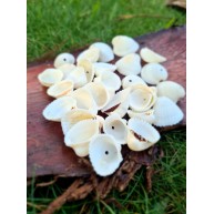 Delikli Gerçek Beyaz Deniz Kabuğu Clamrose-40 Gr