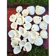 Delikli Gerçek Beyaz Deniz Kabuğu Clamrose-40 Gr