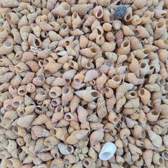 Gerçek Deniz Kabuğu 100 Gr Paket Pasio Pasio