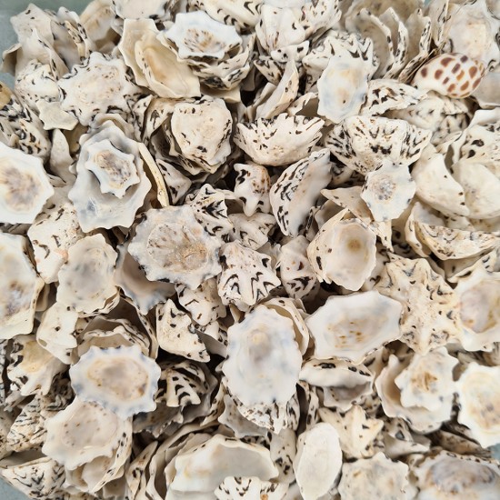 Gerçek Deniz Kabuğu 100 Gr Paket Star Limpet