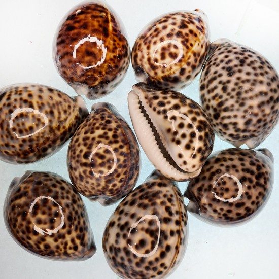 Gerçek Deniz Kabuğu 100 Gr Paket Tiger Cowrie Kg
