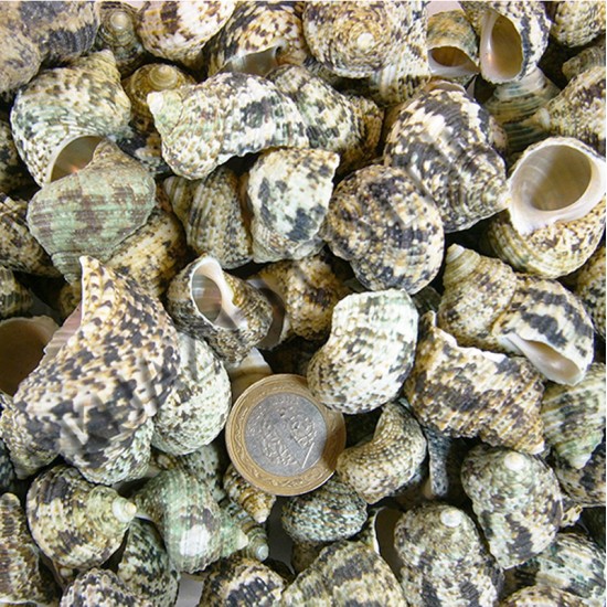 Gerçek Deniz Kabuğu 1000 Gr Paket Bruneus