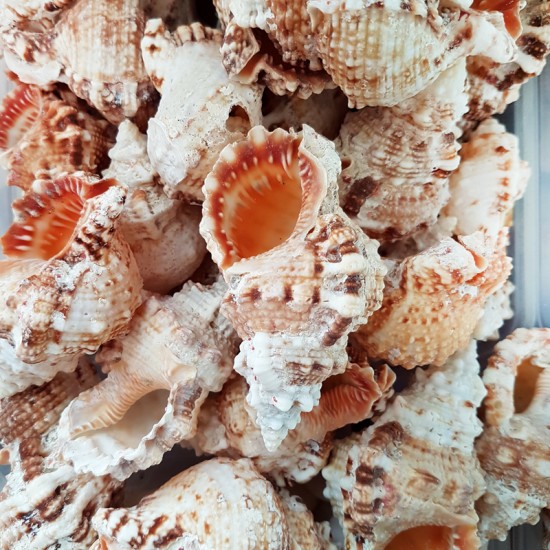 Gerçek Deniz Kabuğu 1000 Gr Paket Bursa Rubeta