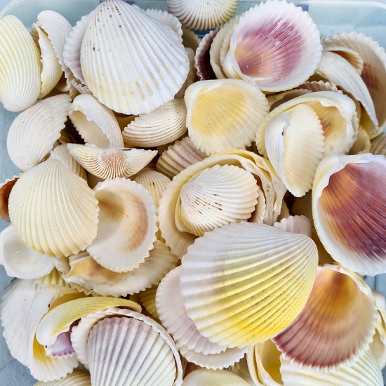 Gerçek Deniz Kabuğu 1000 Gr Paket Fragum Fragum