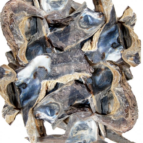 Gerçek Deniz Kabuğu 1000 Gr Paket Hammer Shell