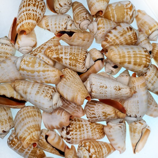 Gerçek Deniz Kabuğu 1000 Gr Paket Luahnus