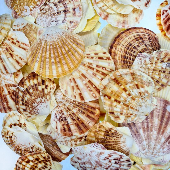 Gerçek Deniz Kabuğu 1000 Gr Paket Pecten Mascarensıs