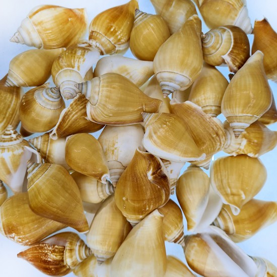 Gerçek Deniz Kabuğu 1000 Gr Paket Strombus Canarıum