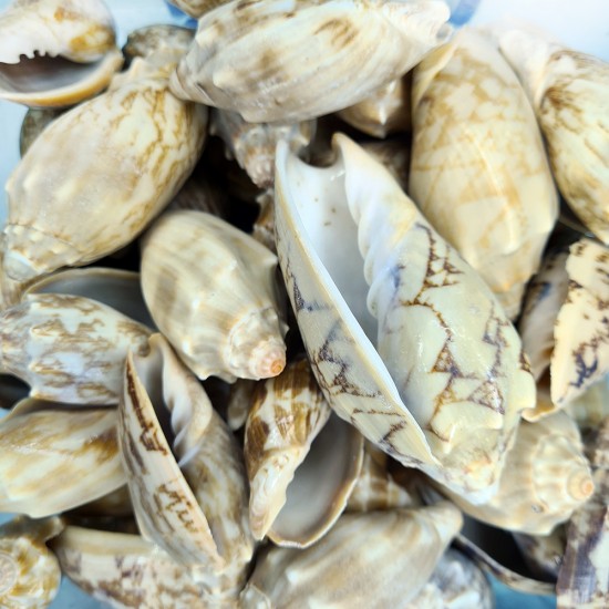 Gerçek Deniz Kabuğu 1000 Gr Paket Voluta Vespertıllo