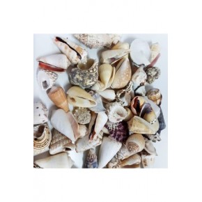 Mixed Shells Büyük Kiloluk Deniz Kabuğu 1 kg