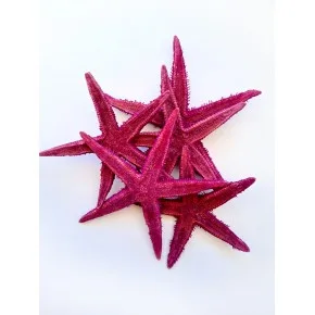 GERÇEK DENIZ YILDIZI 10-11 CM- MOR-5 ADET