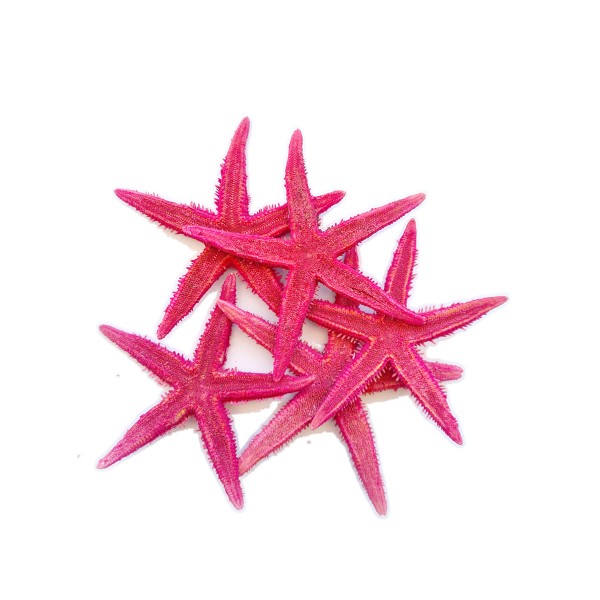 Gerçek Deniz Yıldızı 10–11 cm - Pembe - 5 Adet
