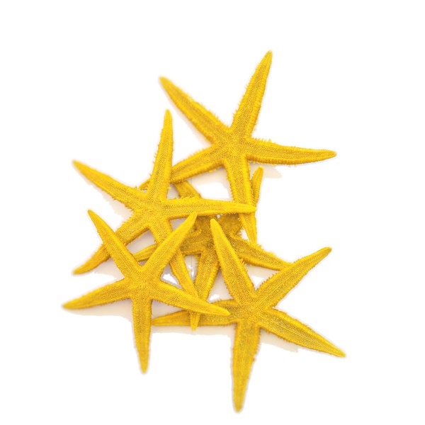 Gerçek Deniz Yıldızı 10–11 cm - Sarı - 5 Adet