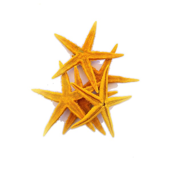 Gerçek Deniz Yıldızı 10–11 cm - Turuncu - 5 Adet