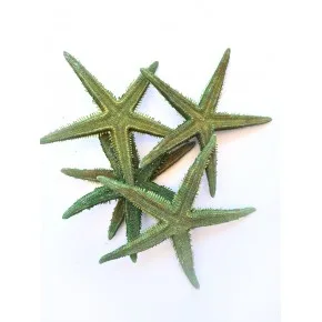 GERÇEK DENIZ YILDIZI 10-11 CM-YESIL-5 ADET