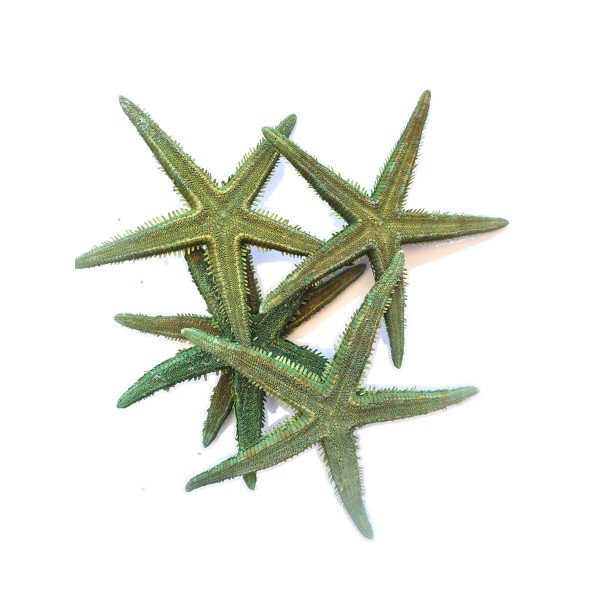 Gerçek Deniz Yıldızı 10–11 cm - Yeşil - 5 Adet Gerçek Deniz Yıldızı 10–11 cm - Yeşil - 5 Adet