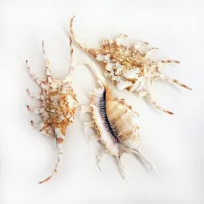 Lambis Scorpion Deniz Kabuğu