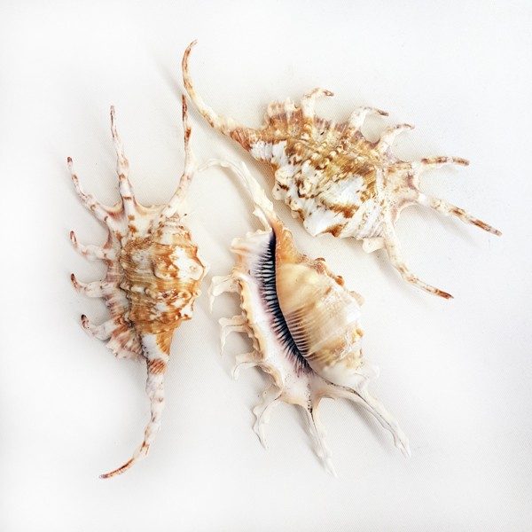 Lambis Scorpion Deniz Kabuğu