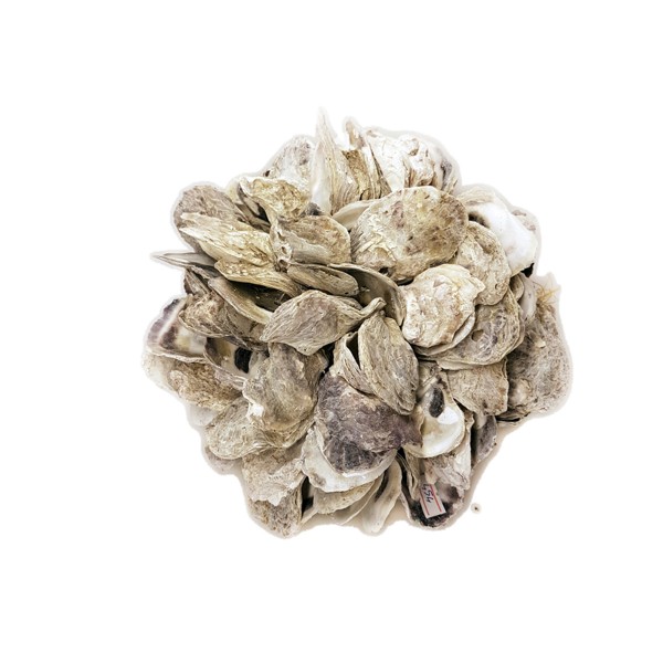 Oyster Kabuklu Top Dekor (20 cm) Oyster Kabuklu Top Dekor (20 cm)