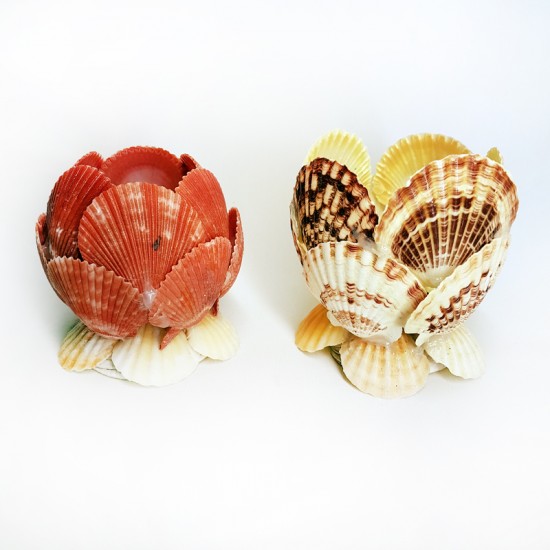 PECTEN NOVALIS-MASCARENSIS KABUK MUMLUK