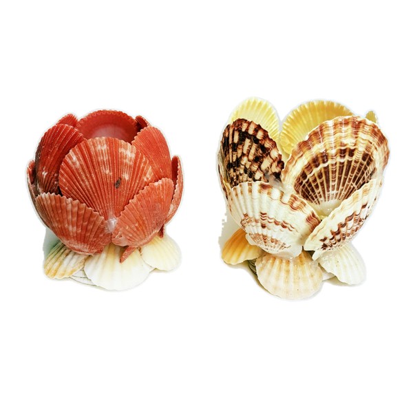 Pecten Novalis - Mascarensis Kabuk Mumluk