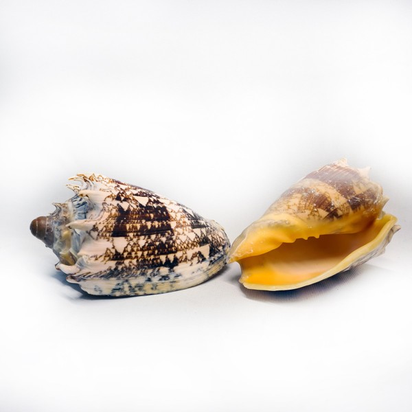 Voluta Emperiales Deniz Kabuğu Voluta Emperiales Deniz Kabuğu